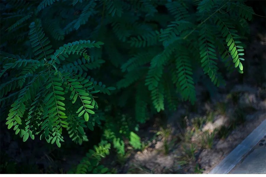 儿童画教程｜学习奇妙的漏印版画——生机盎然的春