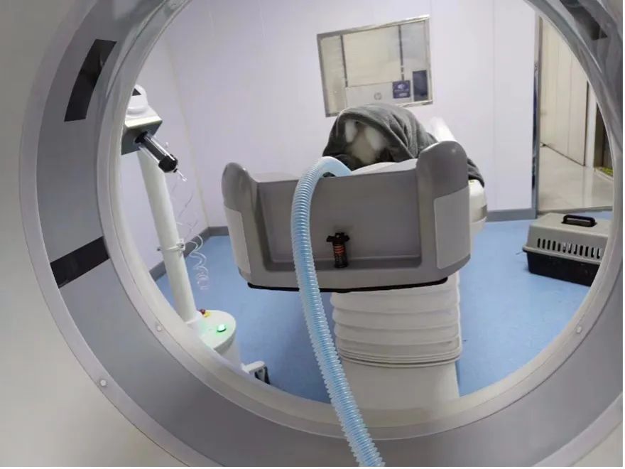 养异宠的年轻人：靠借网贷买蜥蜴，从冷血动物身上找温暖