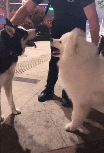 萨摩耶和哈士奇在一起会怎么样,萨摩耶跟哈士奇对比