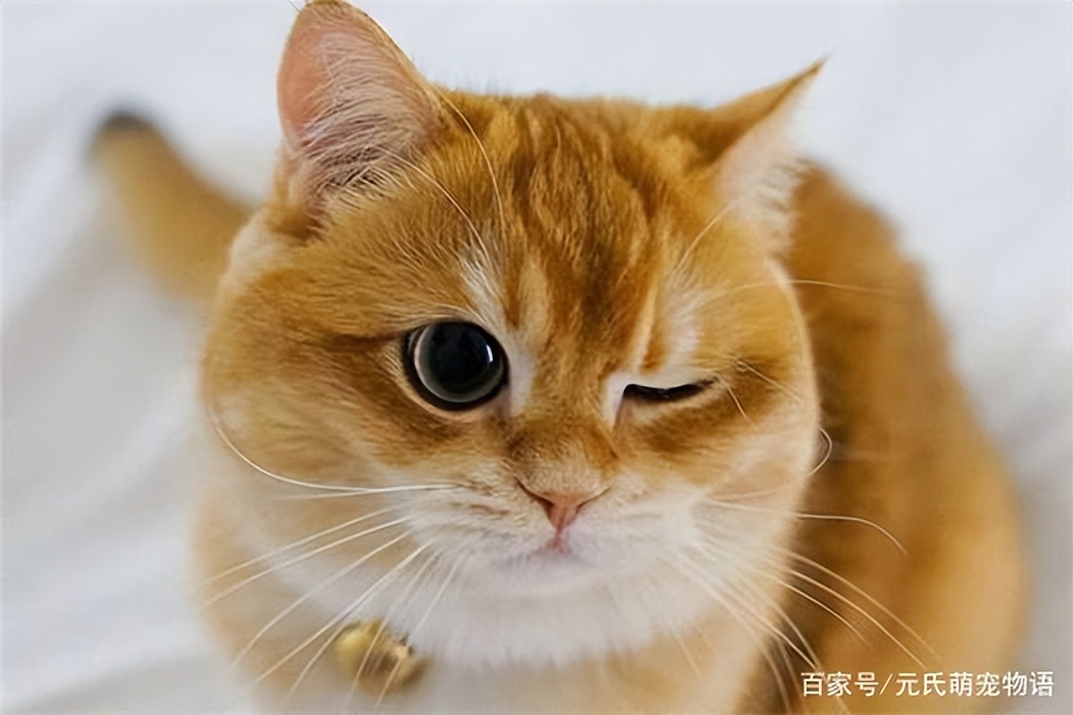 哪些原因会导致猫咪眼屎增多,猫咪泪痕眼屎多严重的话会得病吗