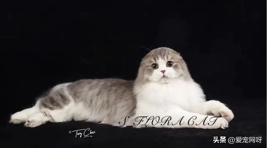 猫咪品种大全及图片,猫咪品种大全视频