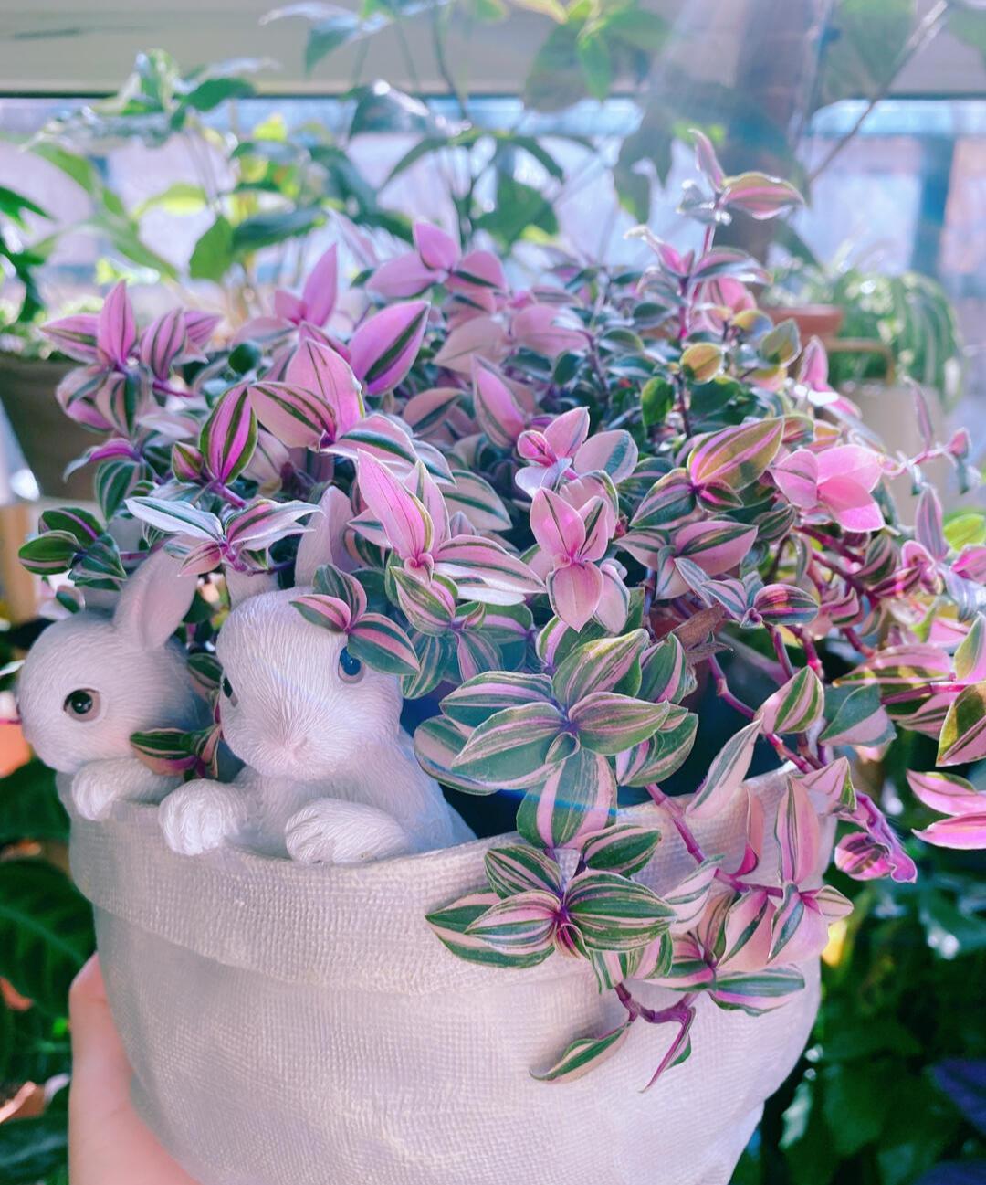 十大最旺办公室的小型绿植,40款超治愈的家居绿植