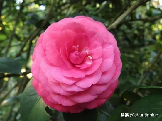 山茶花纯音乐,山茶花