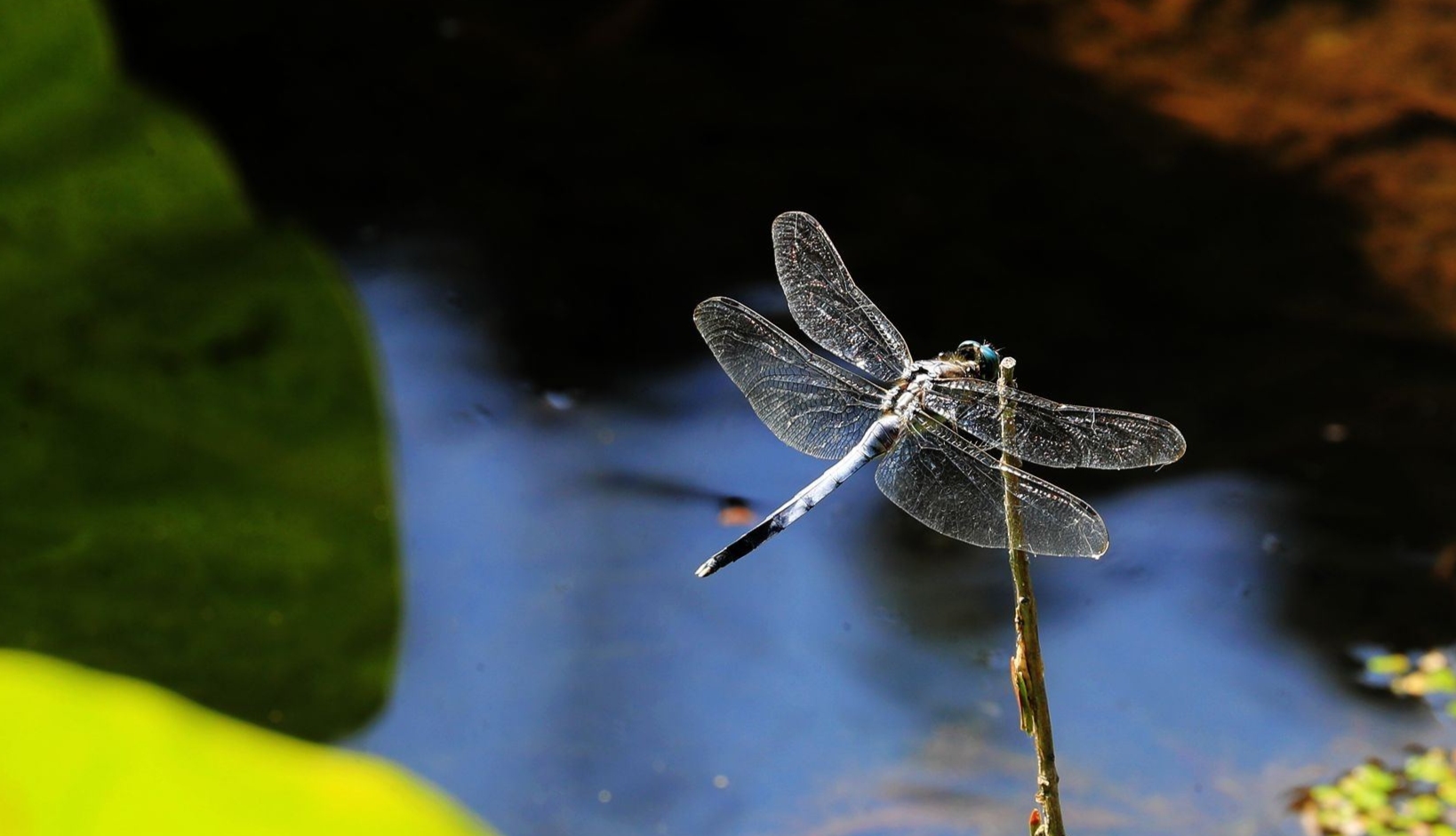 薄翅蜻蜓不足1克重，却能飞行6400公里，打破生命极限值