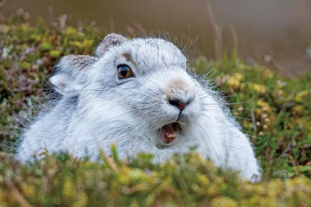 兔年说兔,让我们重新认识一下兔子