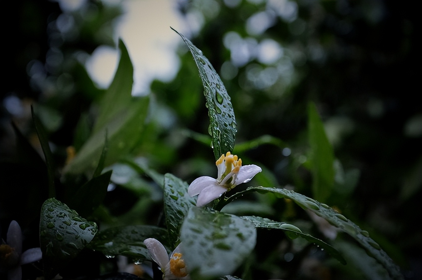 宣恩一座小城,湖北宣恩美丽的小城