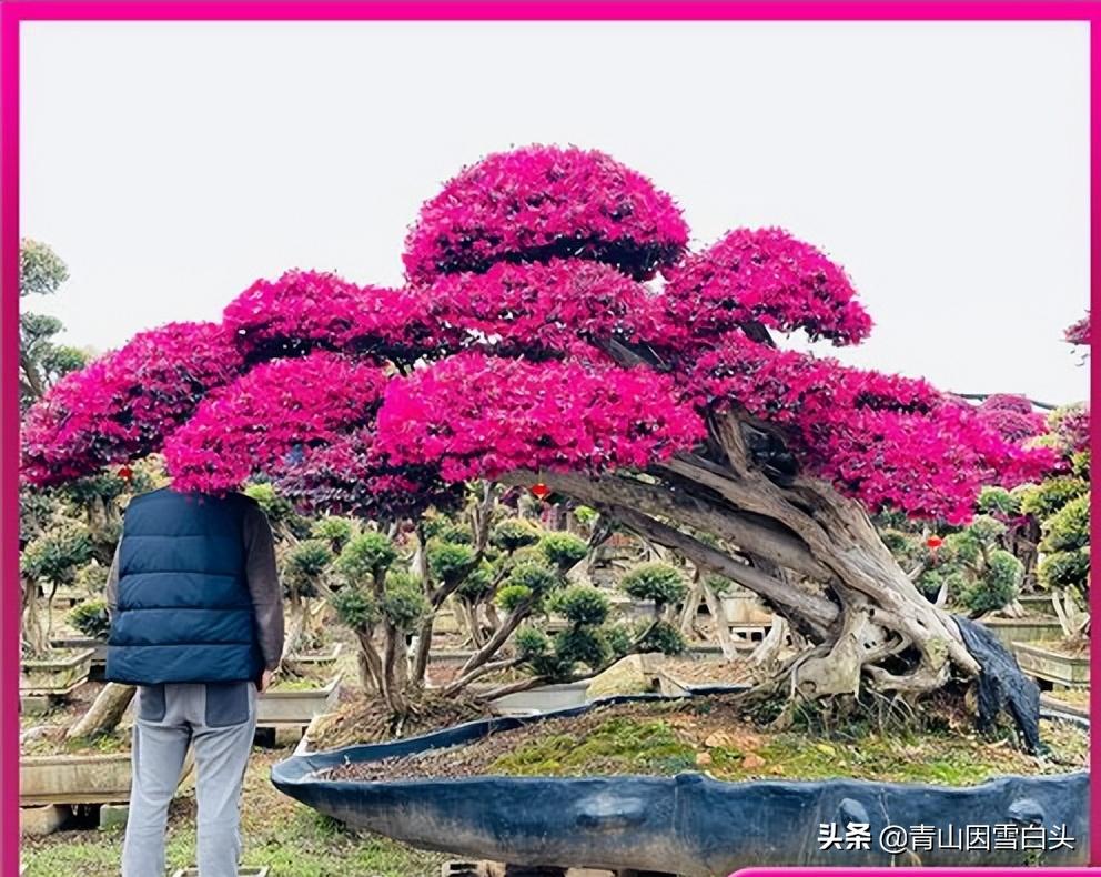树卖多少钱一棵,什么树栽一棵值钱上十万元