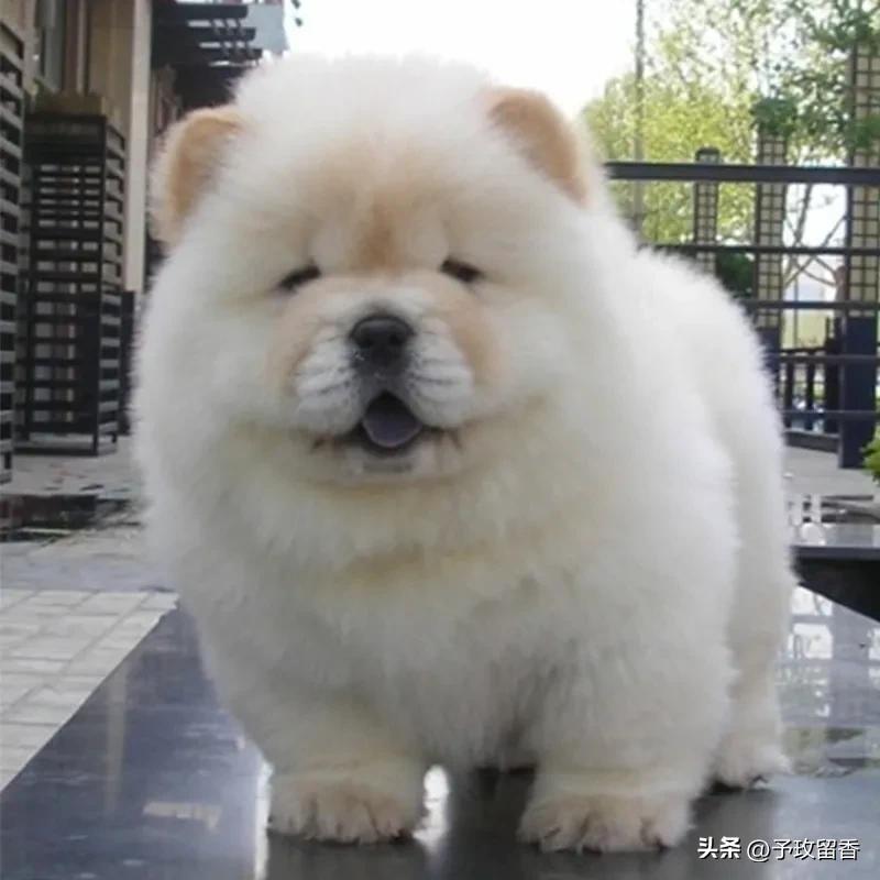 宠物狗应该怎么养详细介绍科普,宠物狗喂养及训练方法有哪些