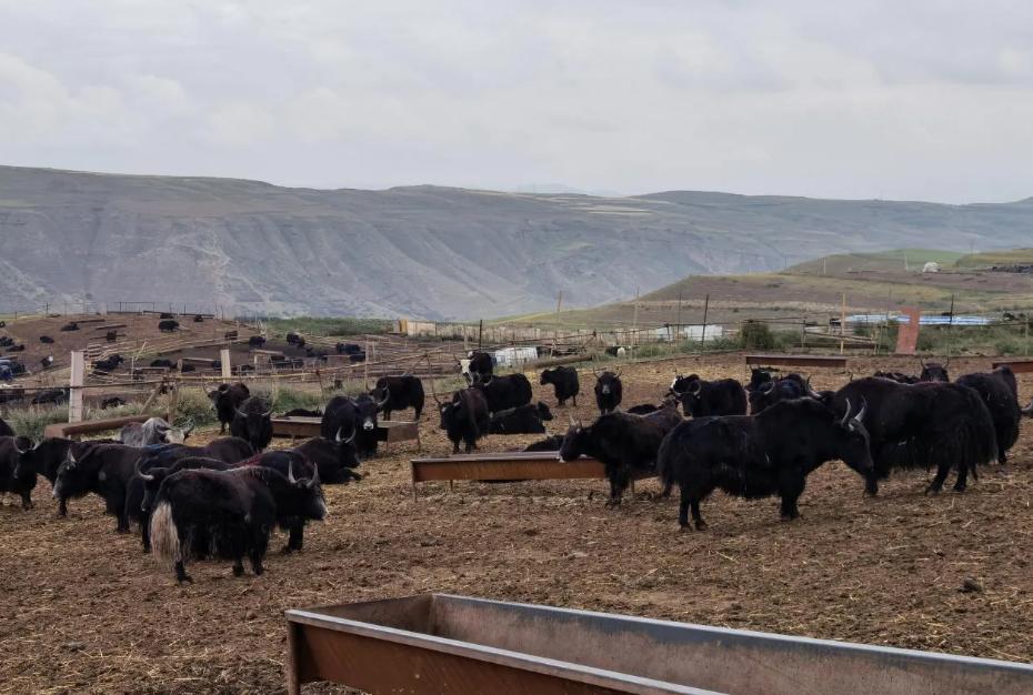 正宗风干牦牛肉多少一斤,正宗风干牦牛肉多少钱一斤