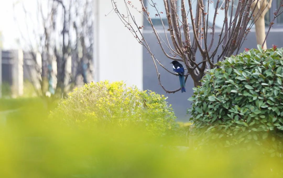 诗词里的校园,春日校园美景诗句