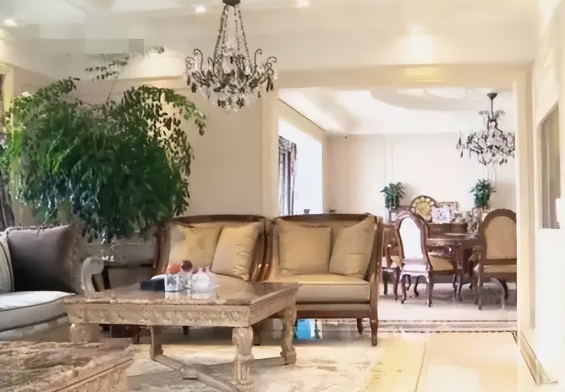 客厅大花盆栽树,100种家庭客厅盆栽树