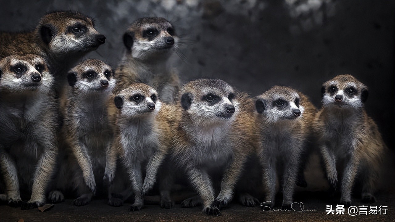 蛇怕什么植物驱蛇,蛇最怕什么在野外遇到蛇该怎么办