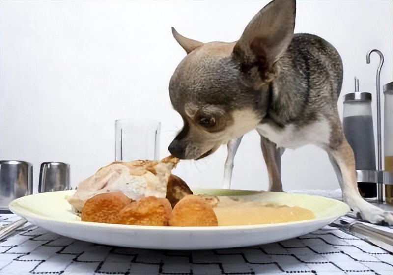 狗狗虚胖图,狗狗虚胖