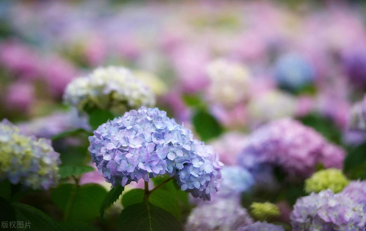 武汉五月看花的地方有哪些,武汉五月的花海