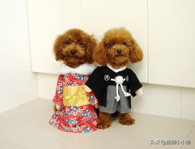 怎么挑选一只凶猛又护主人的狗,怎样挑选一只聪明又听话的狗