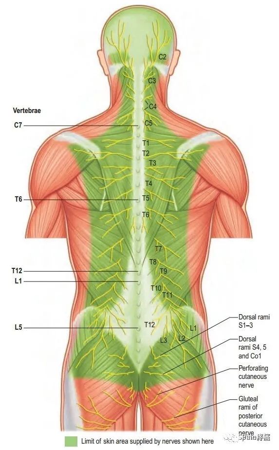 脊神经支配区域解剖图简图,脊神经及其分支的支配范围