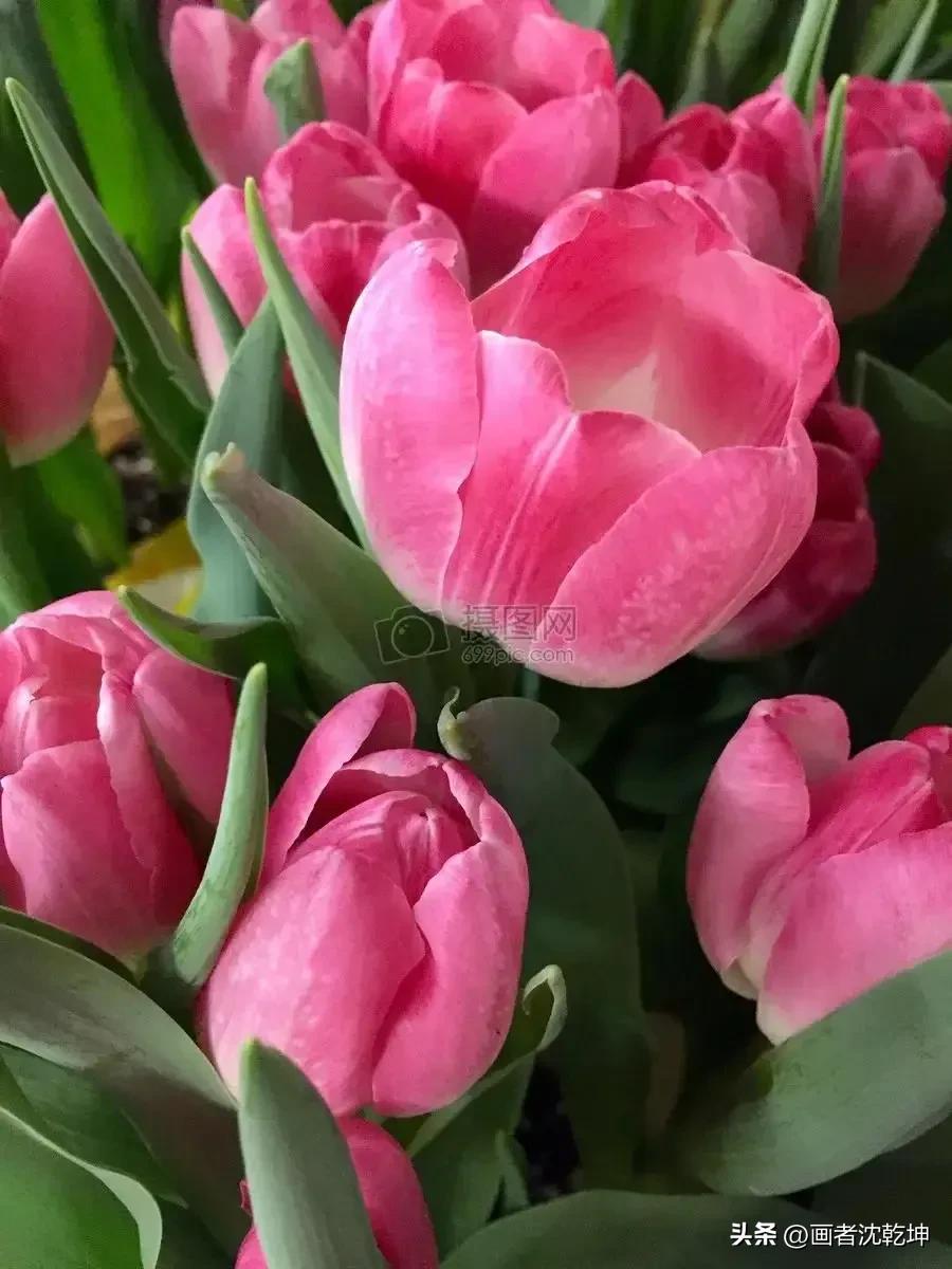 绝美郁金香花图片,绝美郁金香图片大片