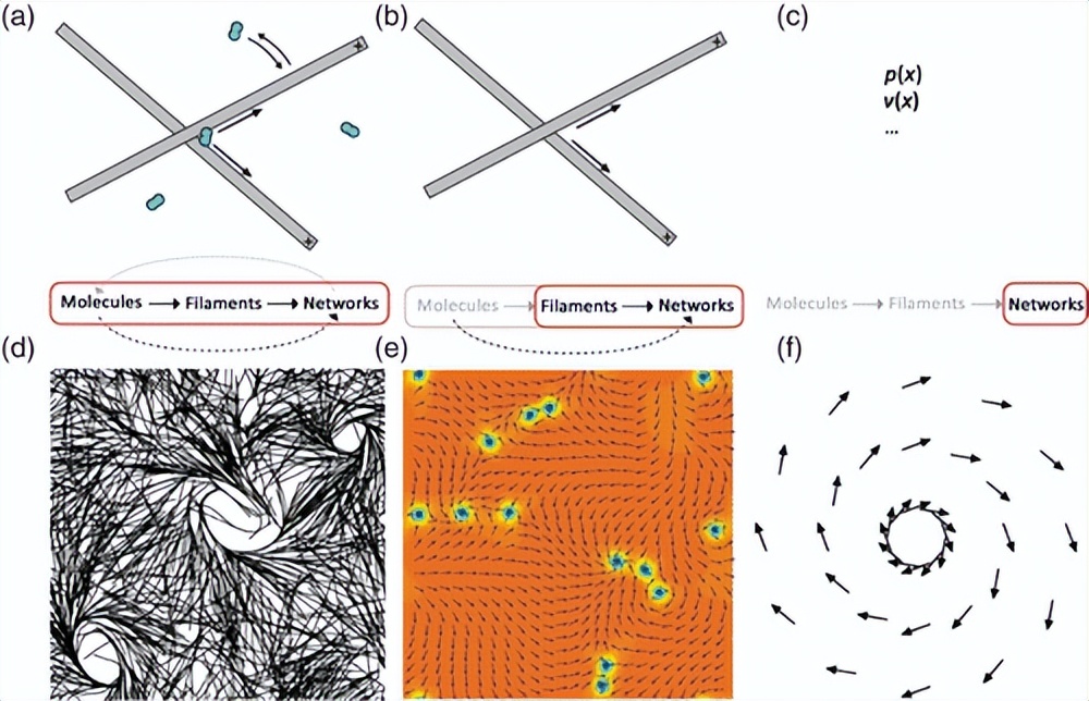 从单纤维到组织，细胞骨架的涌现出怎样的复杂性？