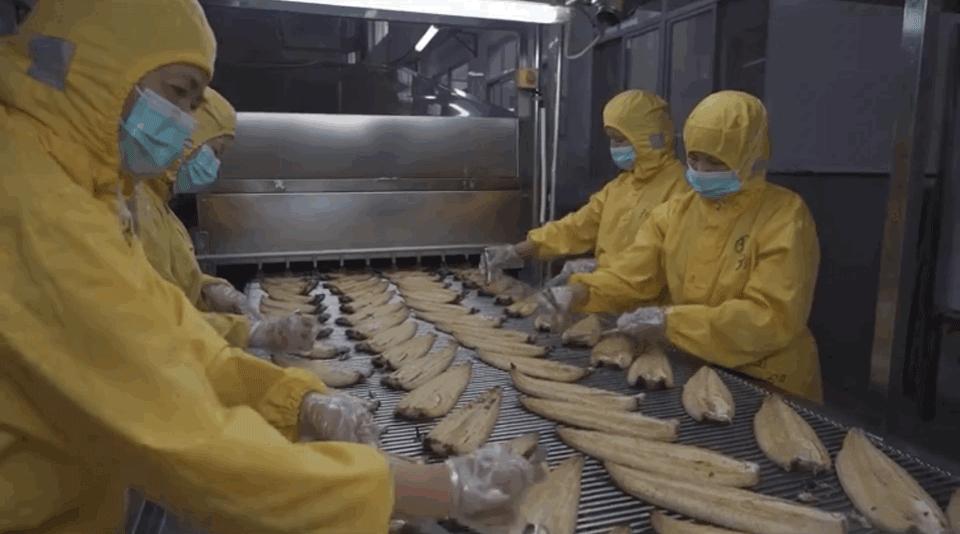 日本鳗鱼福建造，福建人林文生：一吨鳗鱼18万，利润五成