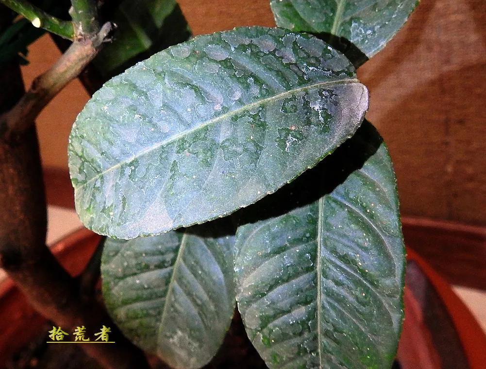 世界各国最漂亮的佛手植物图片,佛手是观花植物吗图片