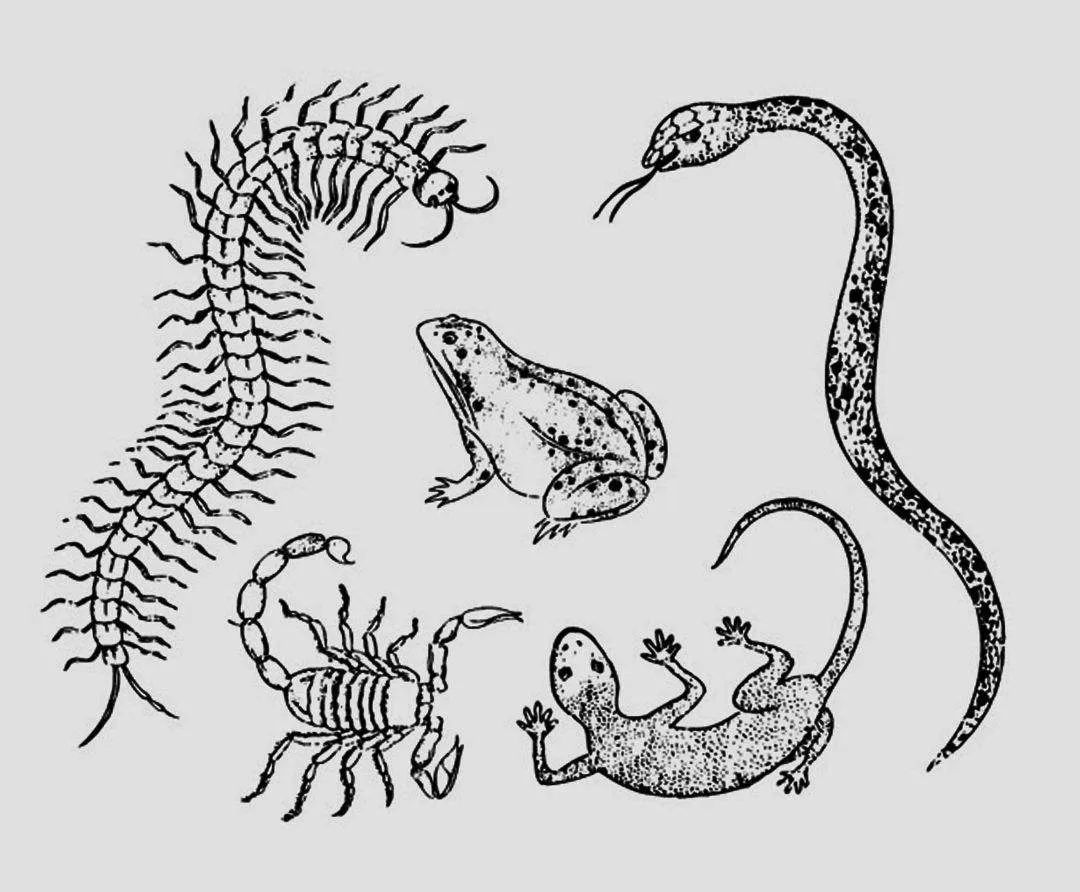 家里进壁虎了要不要把它打下来,家里进了壁虎怎么驱赶