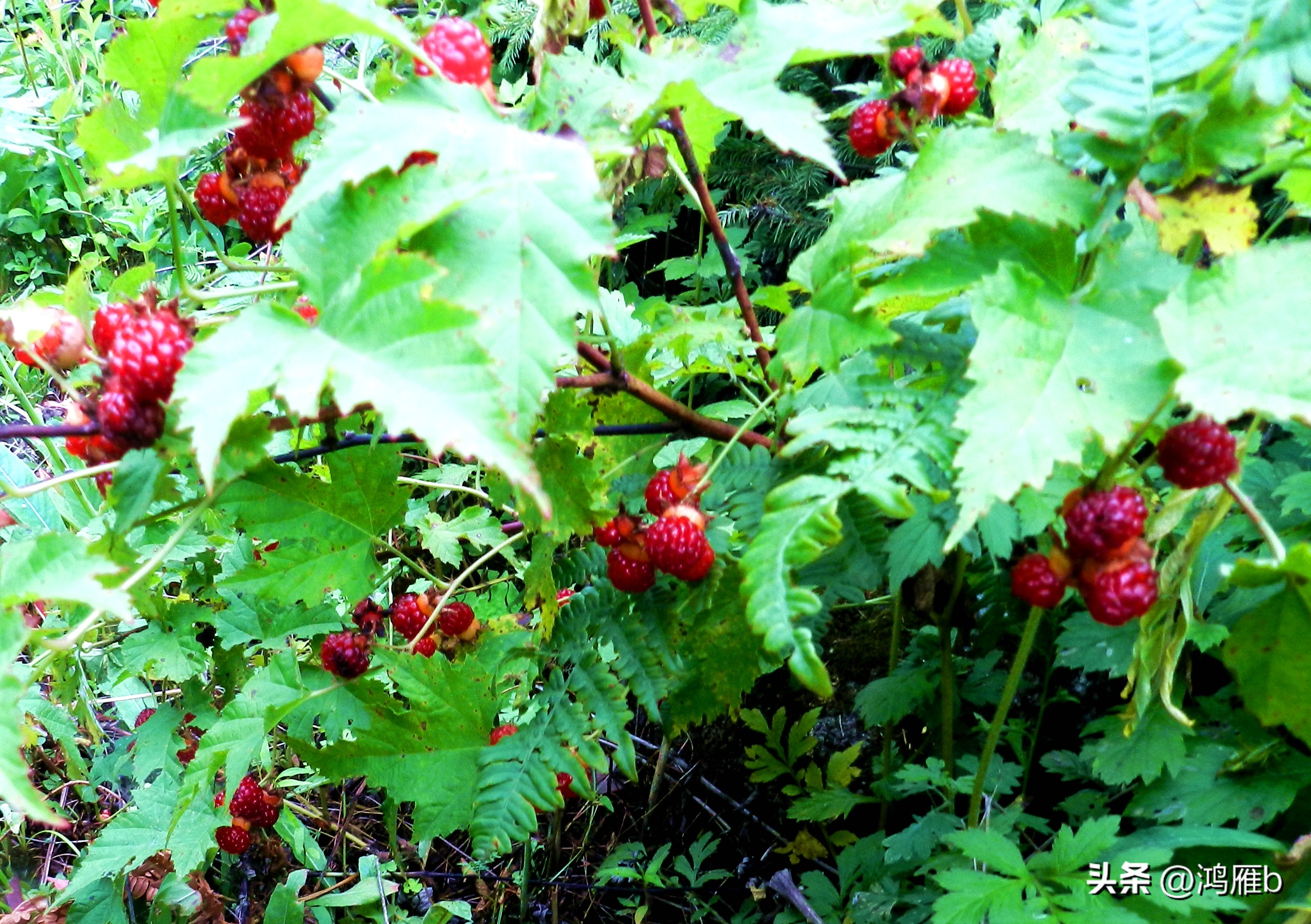 又到了吃薄荷的季节,又到了吃藕梢子的季节