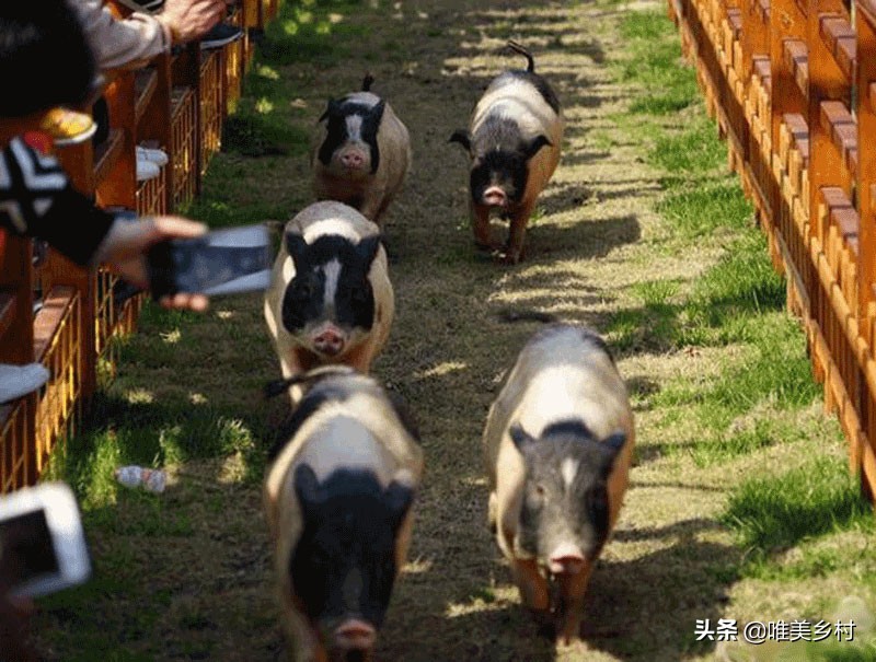 怎样打造一个生态庄园,怎样打造特色农家庄园
