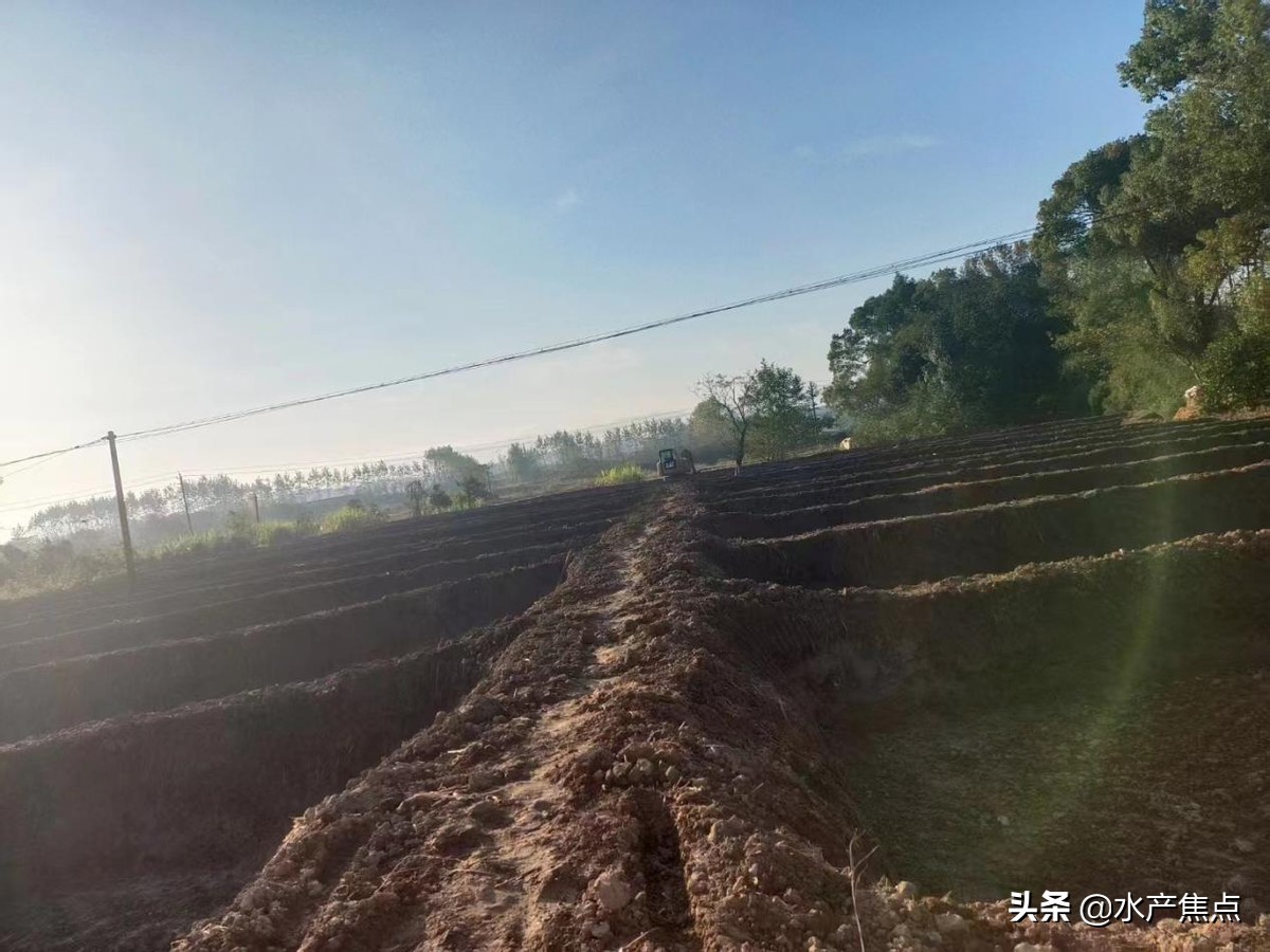 牛蛙肠胃炎的治疗方案,牛蛙急性肠胃炎