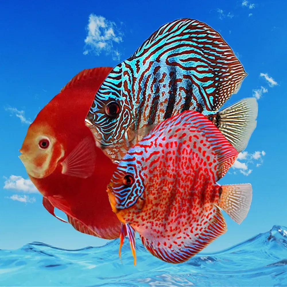 各种漂亮鱼的名称及图片,漂亮可爱的海水观赏鱼