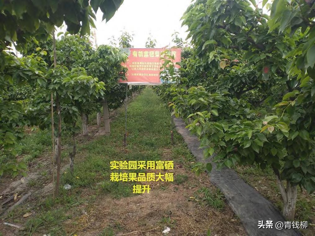 晚秋黄梨怎样才能高产,晚秋黄梨什么时候种植最好