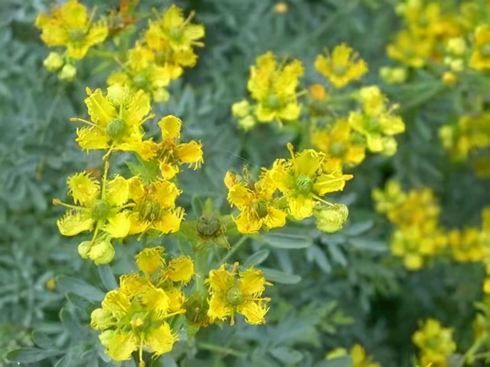 新冠变异毒株防护,新冠疫情病毒变异毒株传染性