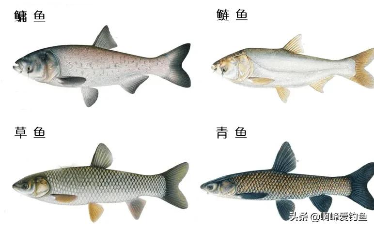 鲤鱼不同的品种食性差别,鲤鱼的种类和区别