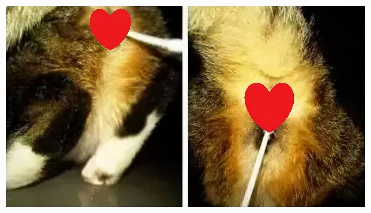 “猫咪发情，可以用棉签帮它爽爽吗？”