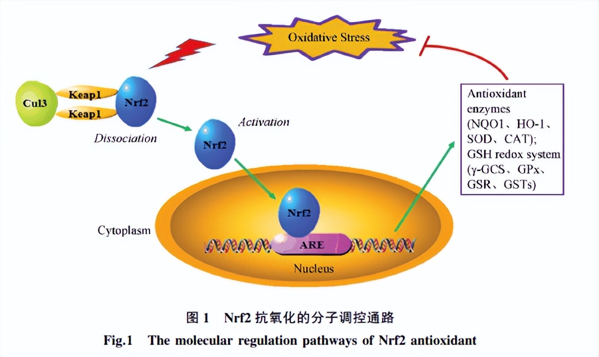 大厂抗氧新卷王，7大顶流成分王炸出道！