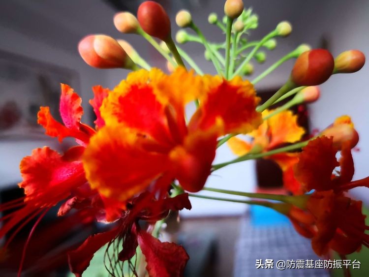 从发芽到开花的乐趣,从种子到果实成熟的感悟