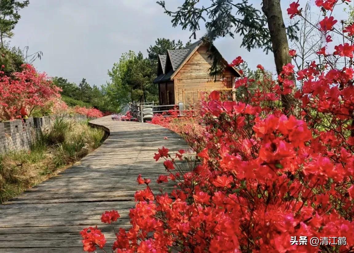 映山红扦插繁殖方法,映山红的扦插繁殖方法