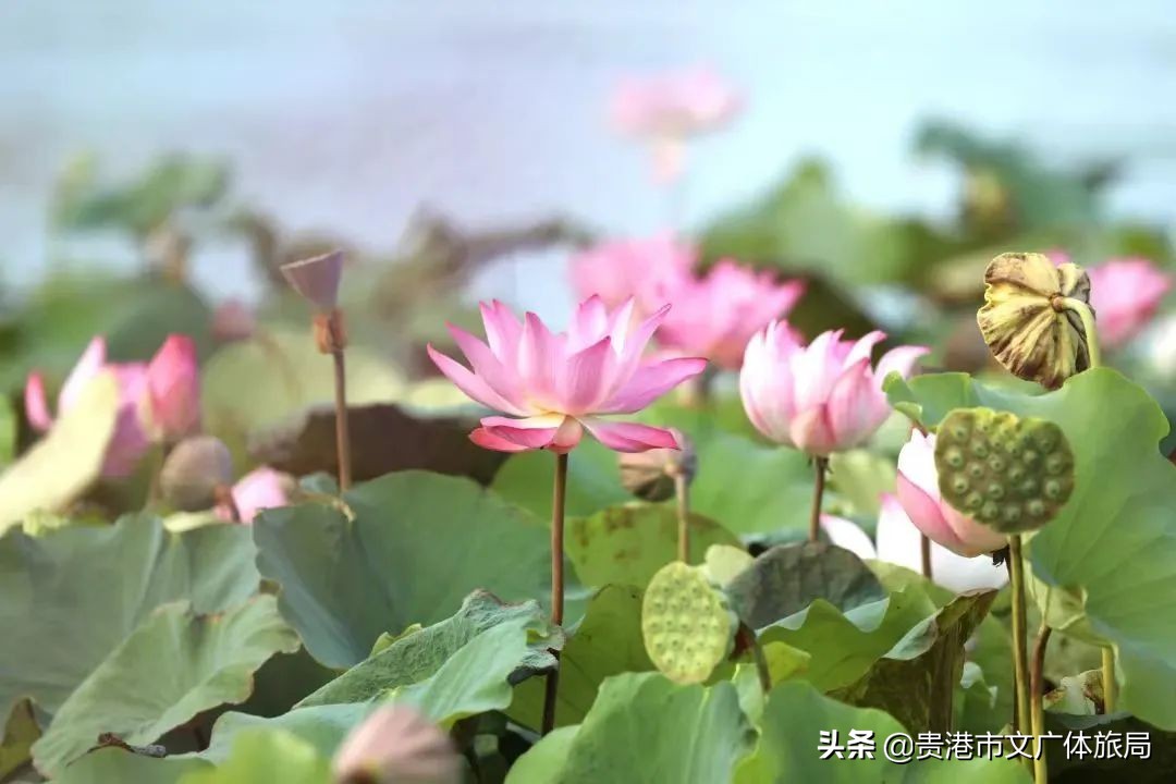 千年荷城贵港,一城夏天歌曲原唱