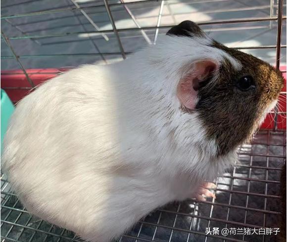 荷兰猪脚趾头肿了怎么办,荷兰猪的前爪肿了是因为什么