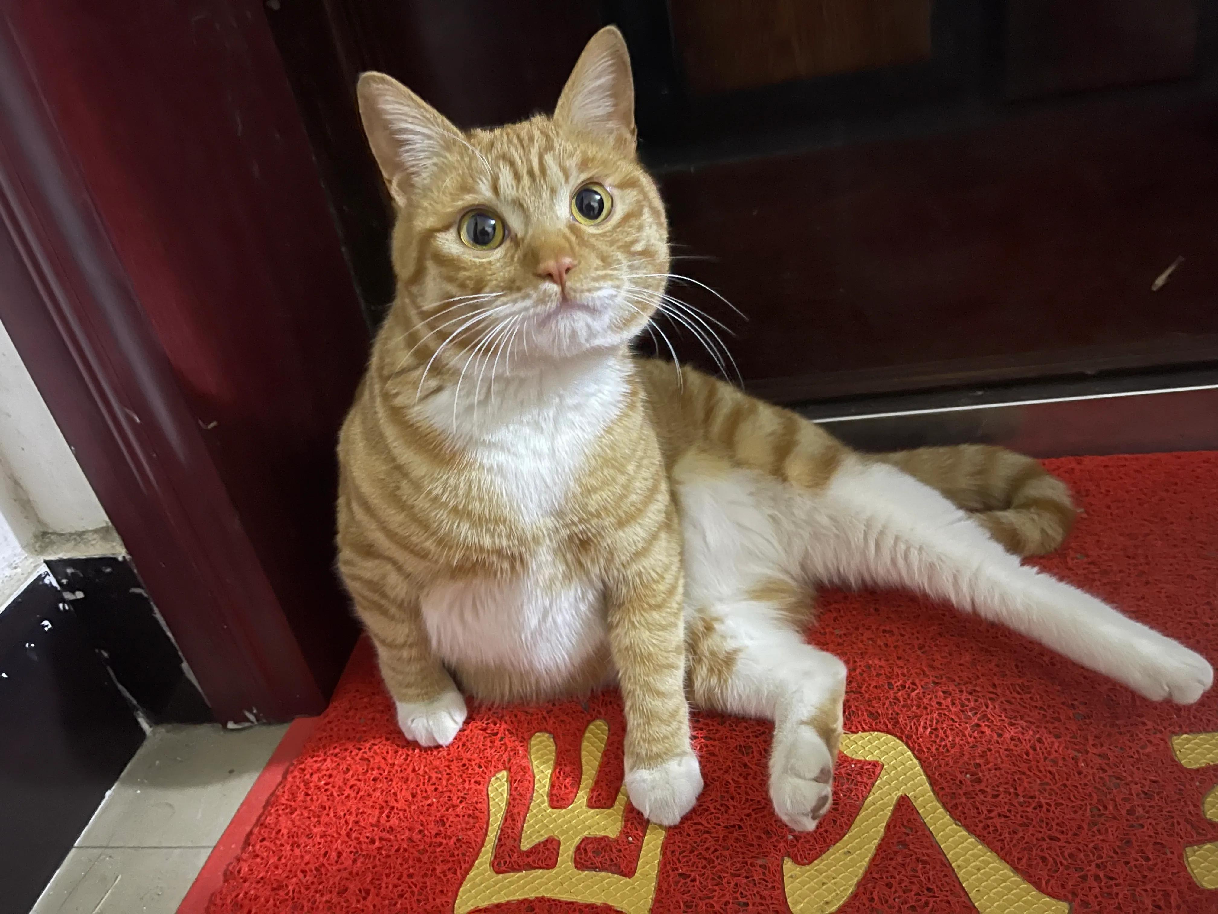 猫咪怎么养才能变成小奶猫,猫咪养不了了怎么安排去处