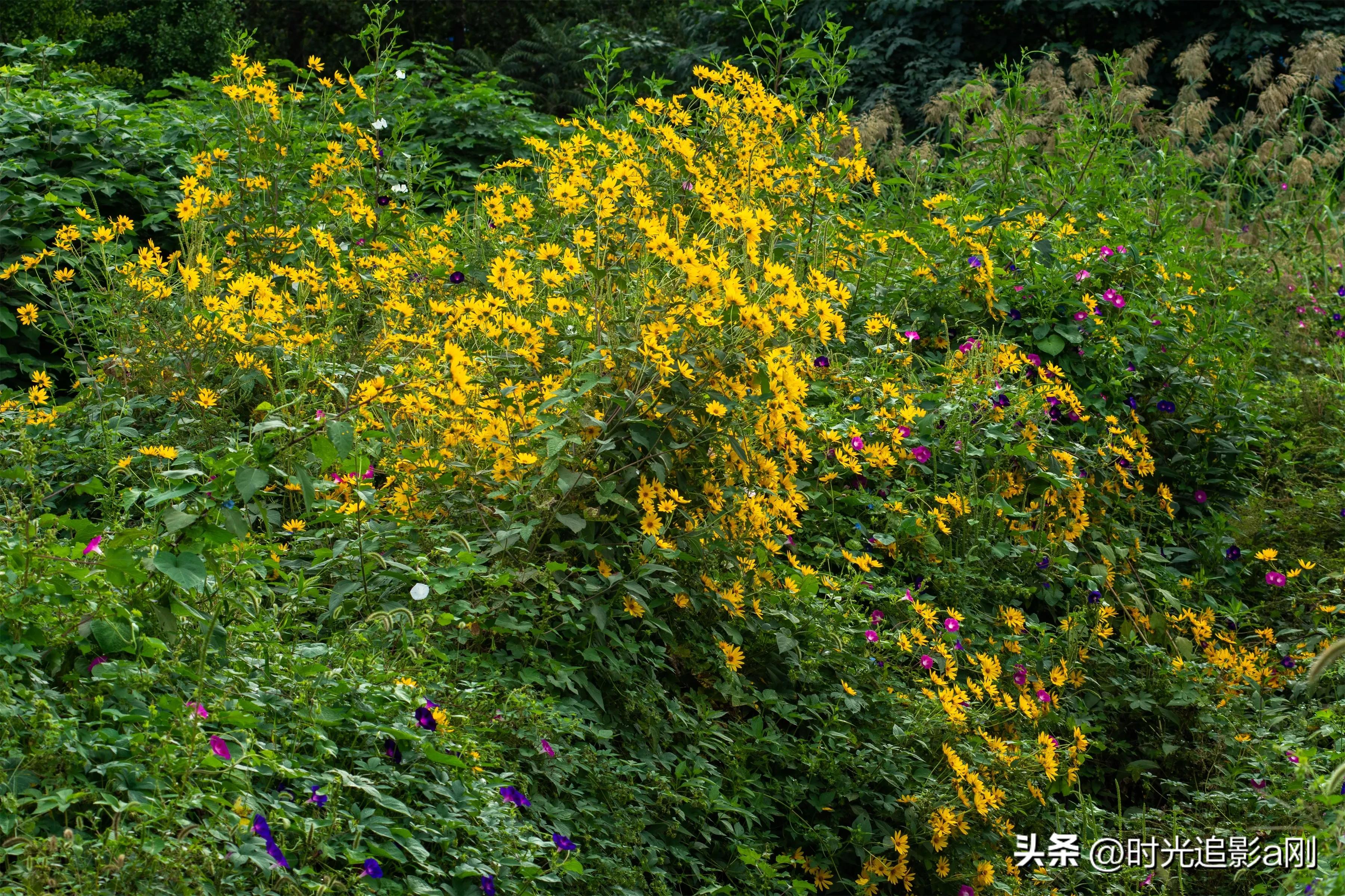 蓝眼菊的花语,七彩菊花语和寓意