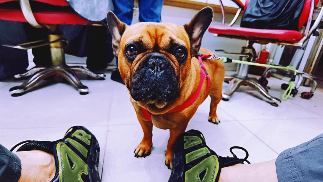 养狗人的视频,养狗人皮肤过敏的症状和表现