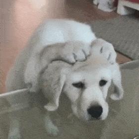 家庭监控下的一幕真实视频完整版,家庭监控下的真实一幕