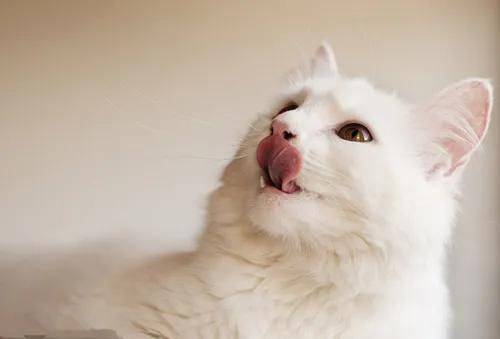 猫鼻支简介,猫咪鼻子冷知识