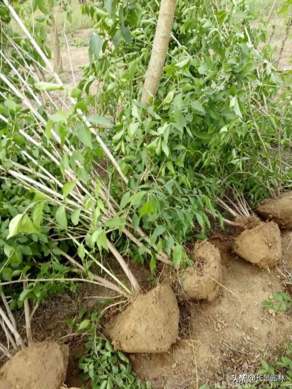 上海优质金银木价格,金银木价格一览表