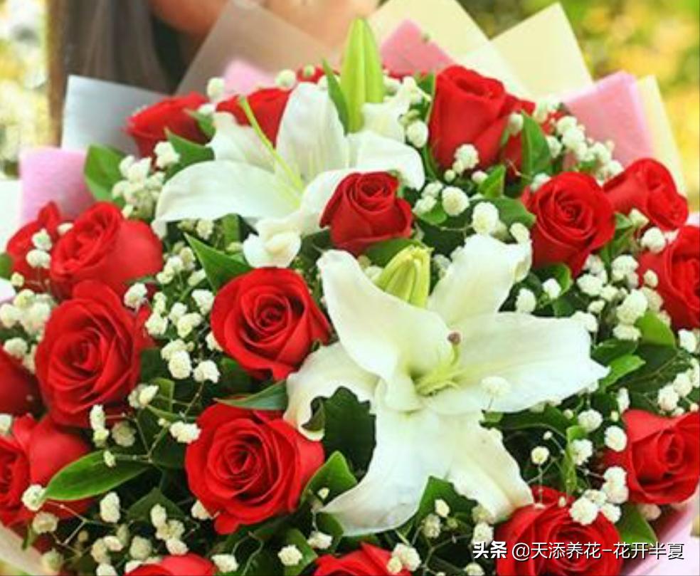 不同颜色玫瑰花的花语和寓意,不同颜色的玫瑰花代表什么含义