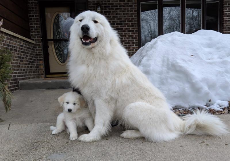 新手适合养大白熊犬吗,为什么很少人养大白熊犬了