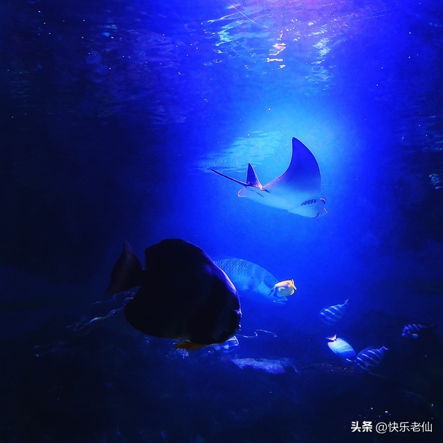 大连老虎滩,大连老虎滩和圣亚海洋馆哪个好