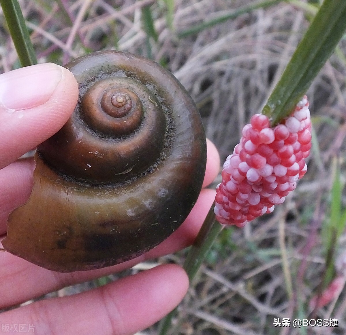 外来入侵物种美国珍珠鳖,外来生物美国珍珠鳖被放生太湖