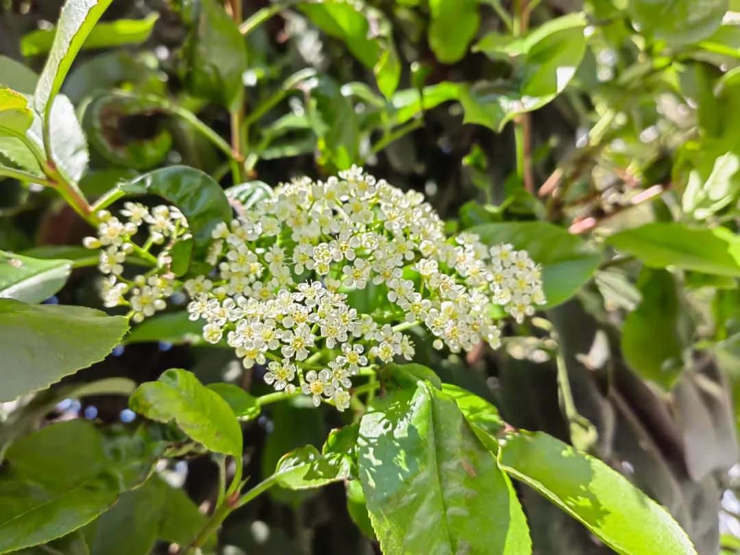 石楠花很臭为什么满大街都种呢,石楠花那么臭为什么要种那么多