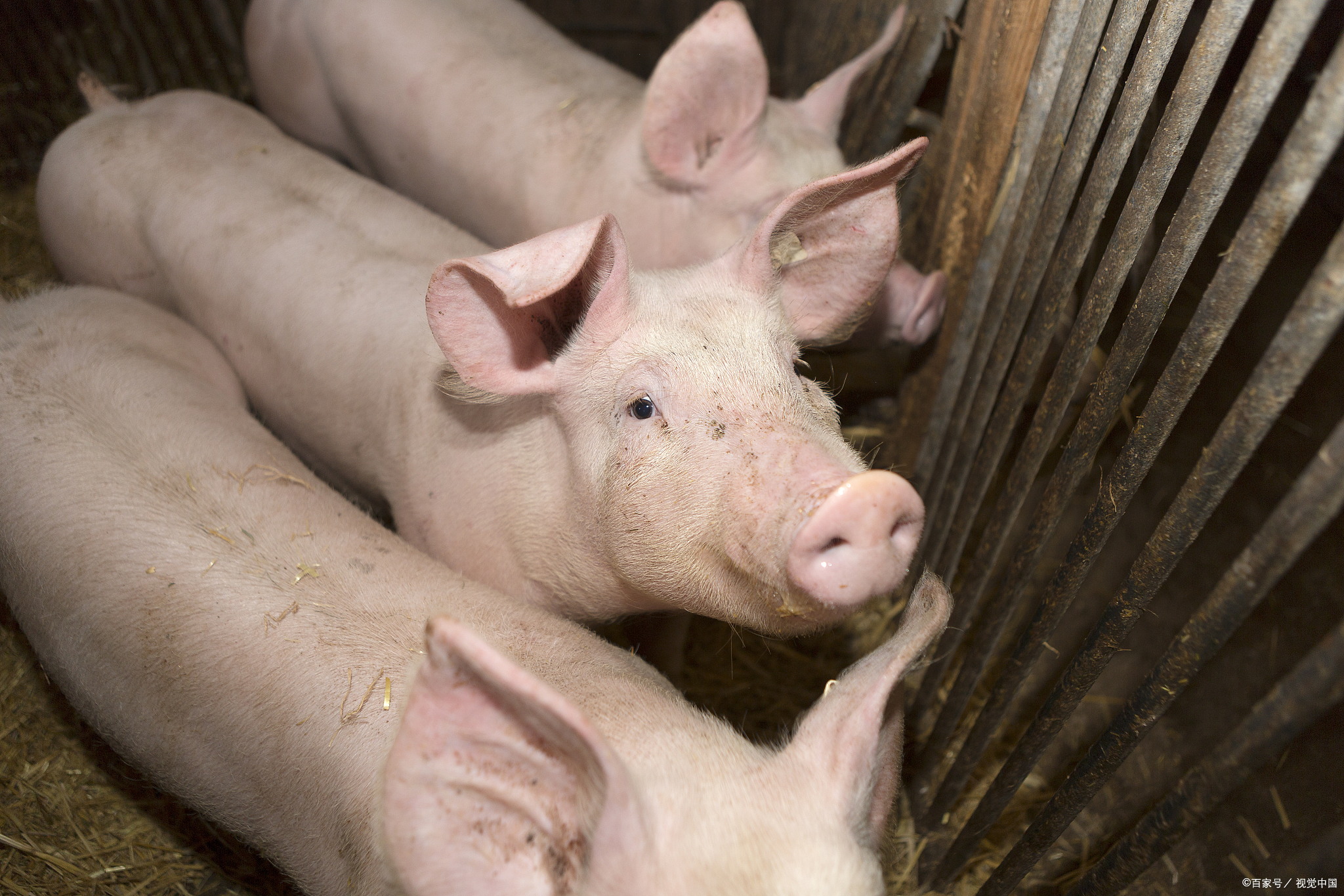 猪胀肚最快解决方法,如何让猪肚子变脆